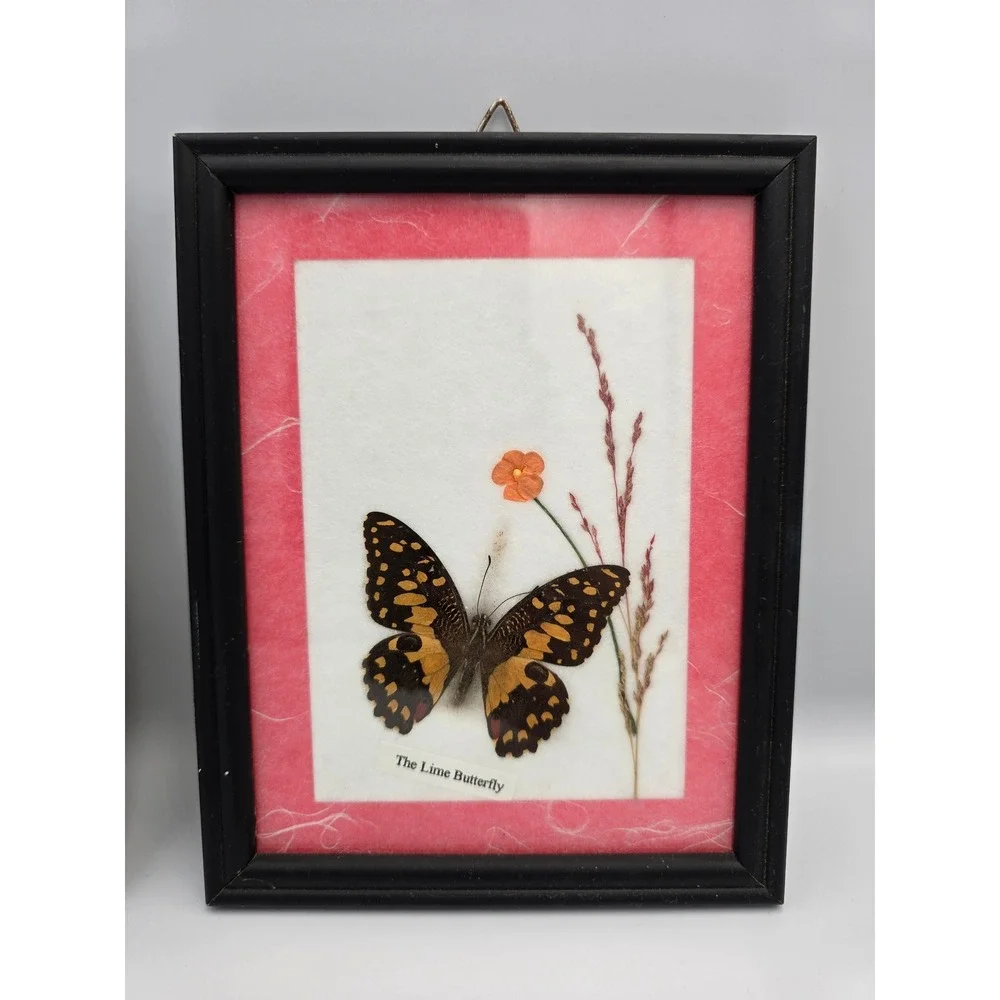 Set of 3 Framed Butterfly Art Collection Common Tiger Common Rose Lime Butterfly